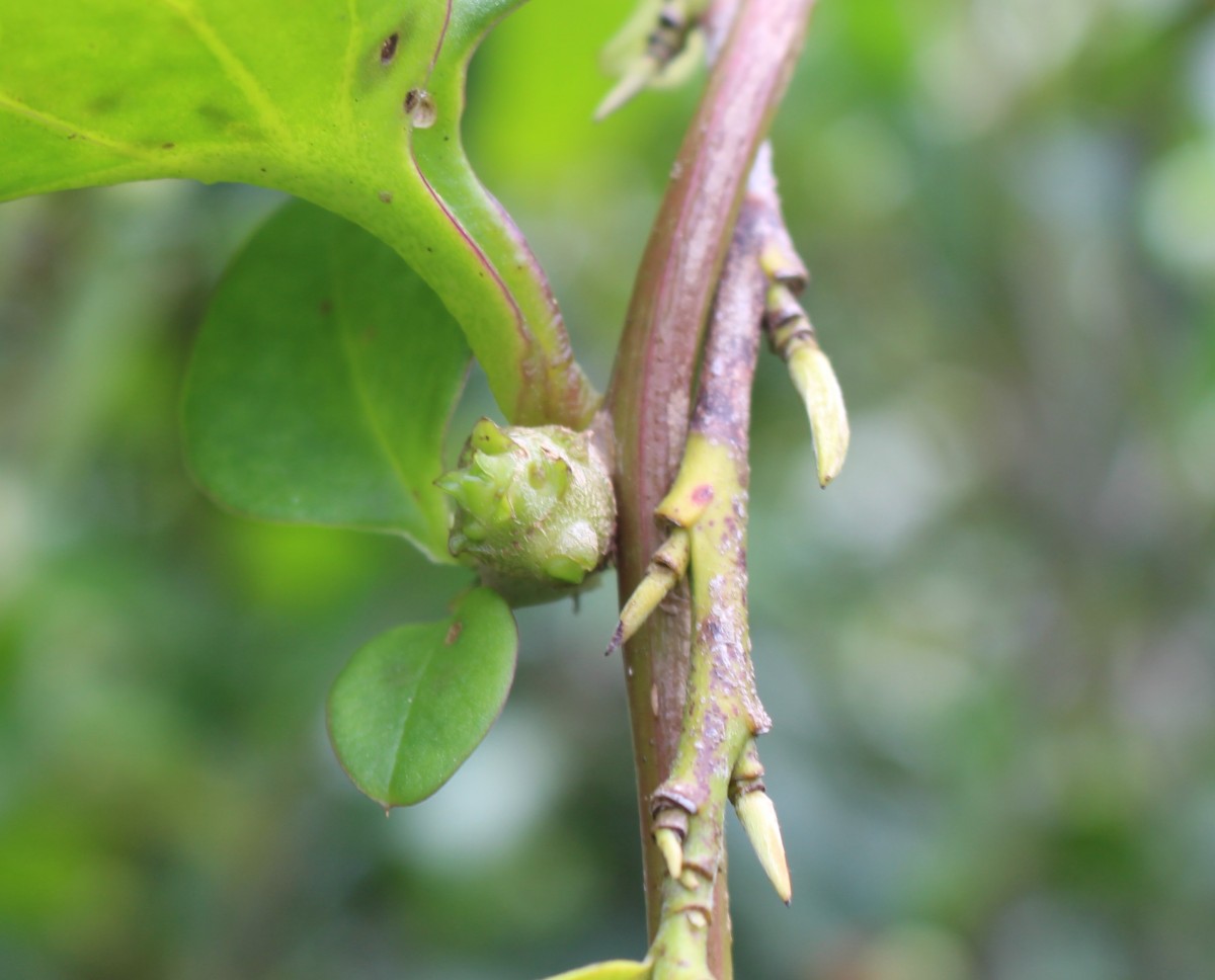 Anredera cordifolia (Ten.) Steenis